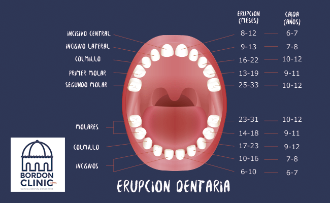 Erupción dental